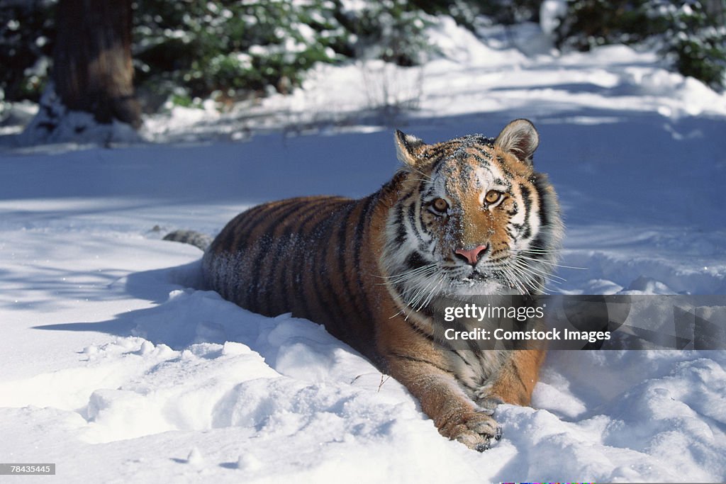 Siberian tiger lying in snow