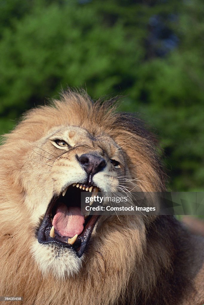 Lion growling , Kenya , Africa