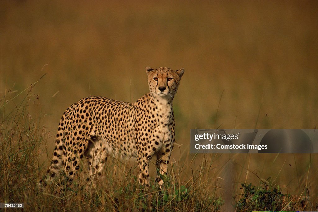 Cheetah alert in grasslands , Kenya , Africa