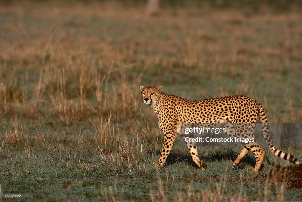 Cheetah walking through grasslands , Kenya , Africa