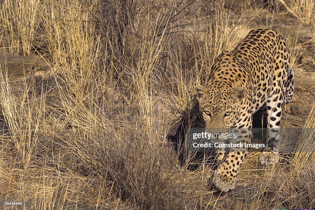 African leopard stalking through grass , Namibia , Africa