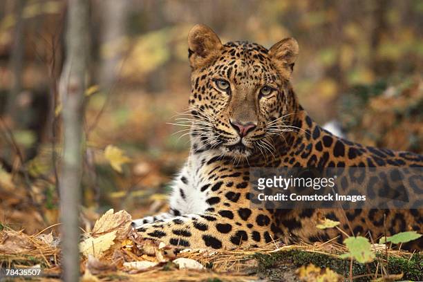 amur leopard lying down , siberia - amur leopard stock pictures, royalty-free photos & images
