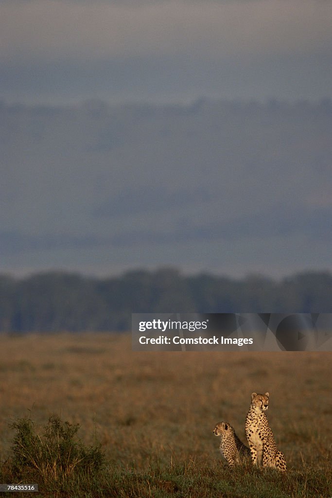 Cheetah with cub in grasslands , Kenya , Africa