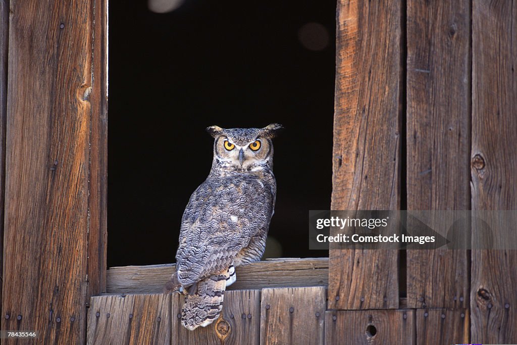 Great horned owl perched in window