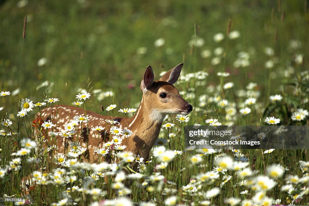 White-tailed deer in field of flowers , Minnesota