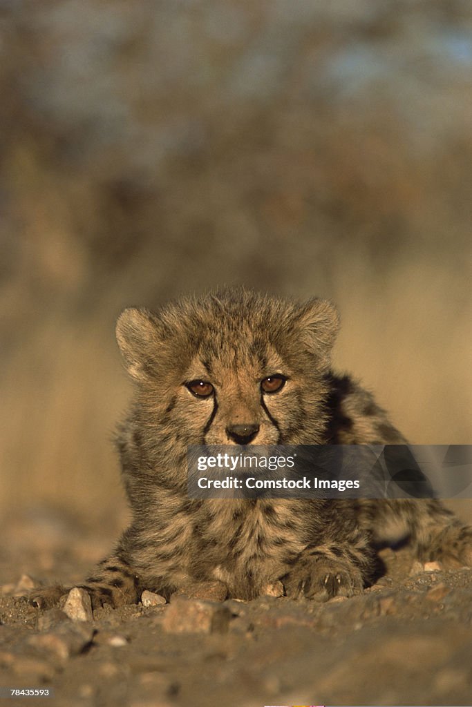 Cheetah cub , Namibia , Africa