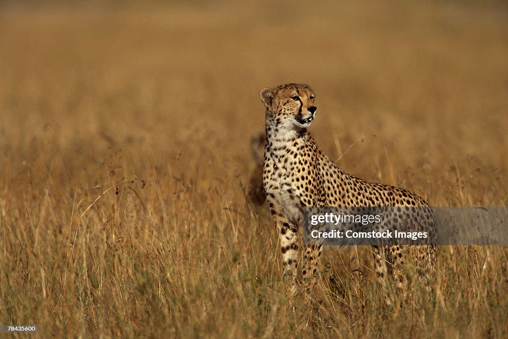 Alert cheetah in grasslands , Kenya , Africa