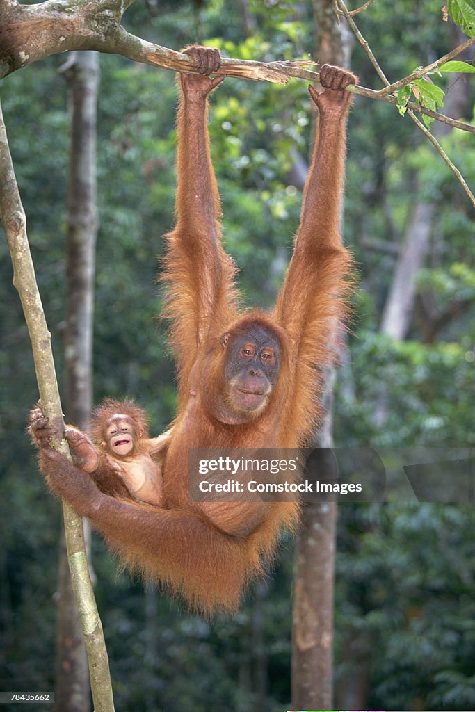 Orangutan hanging from tree with eyes closed