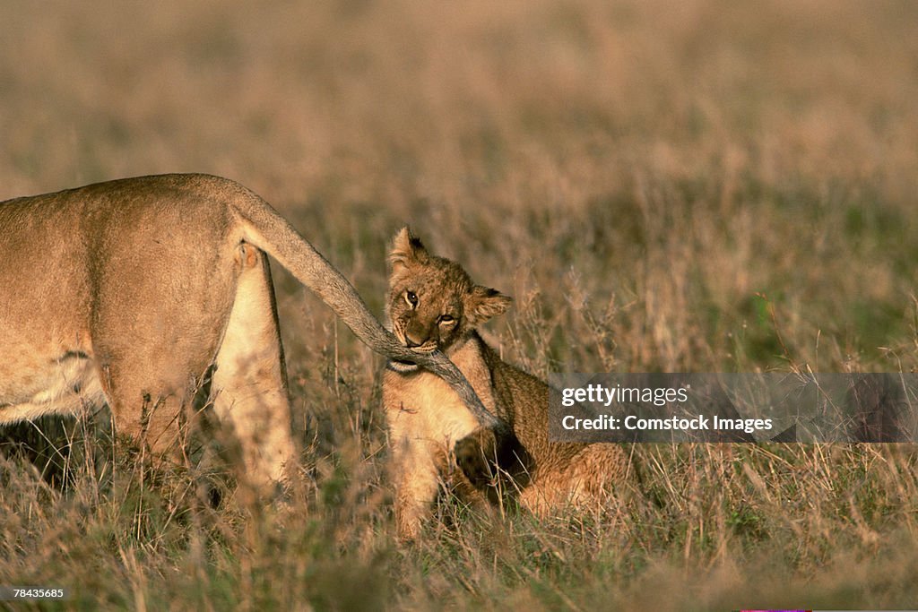 Lion cub chewing on mother's tail , Kenya , Africa