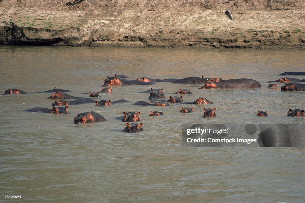 Herd of hippopotami submerged in water , Kenya , Africa