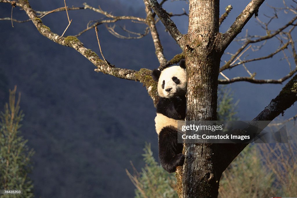 Panda bear in tree , China