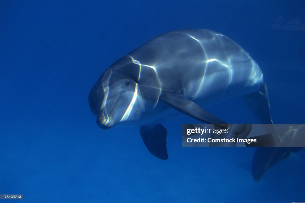 Bottlenose dolphin underwater