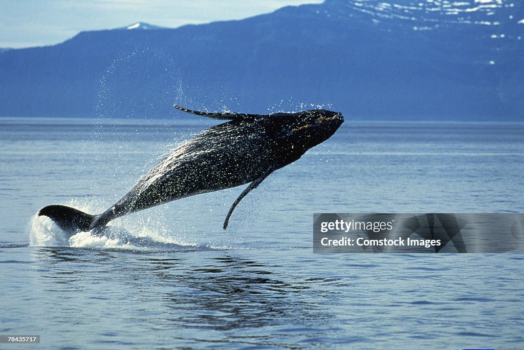 Humpback whale jumping in water