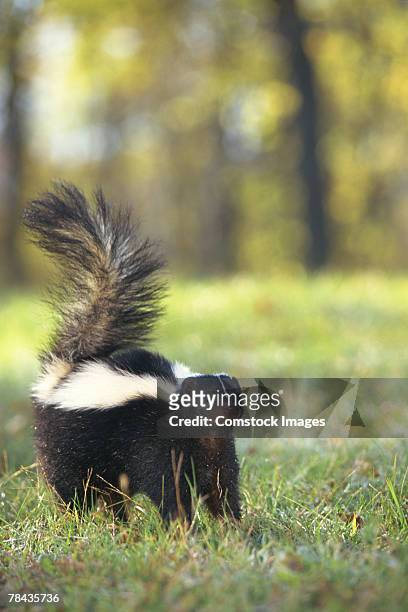 skunk - mephitidae stock pictures, royalty-free photos & images