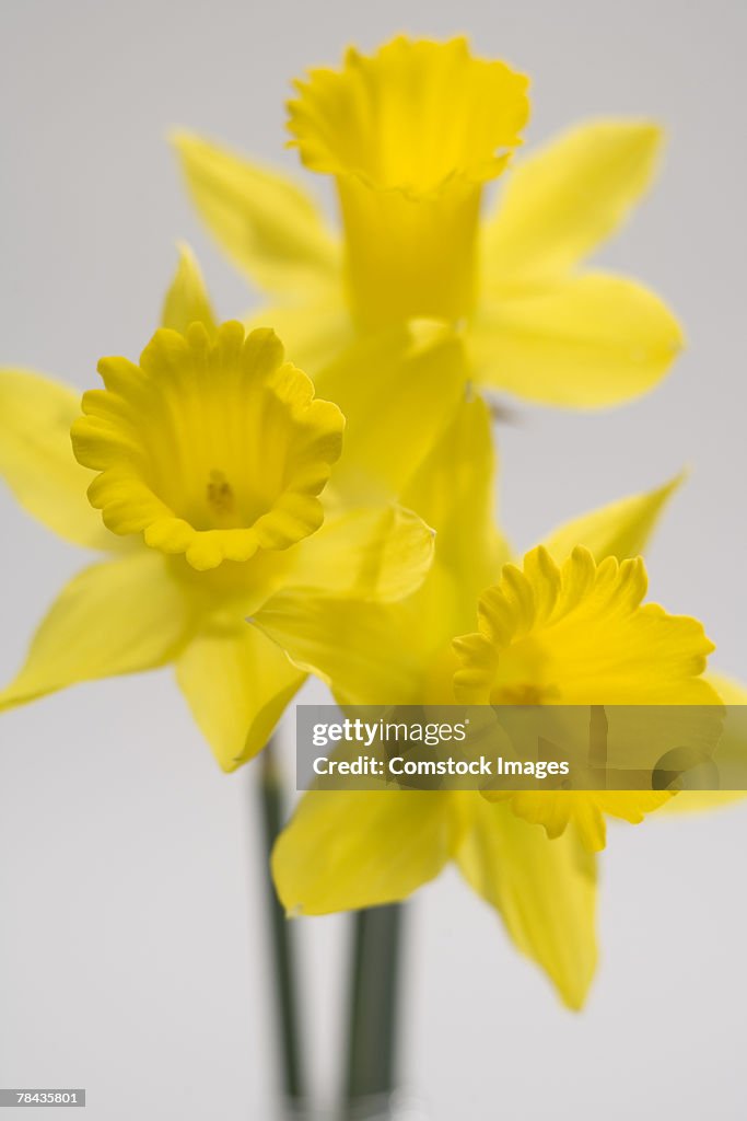 Daffodils