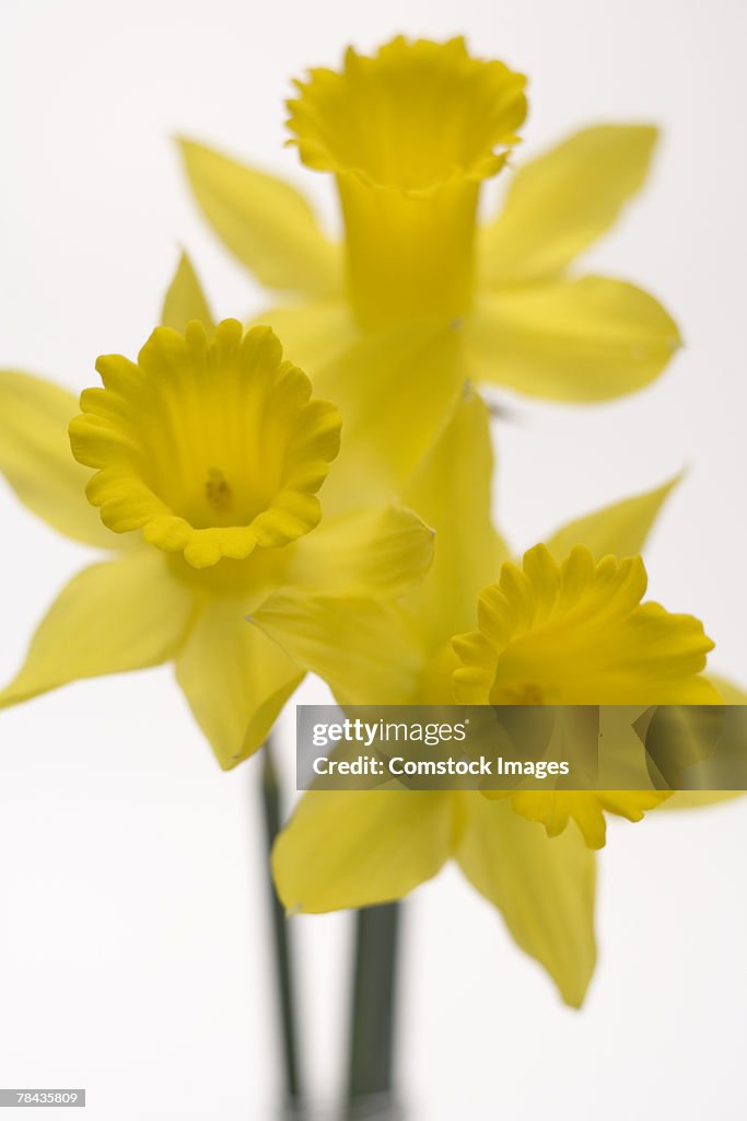 Daffodils