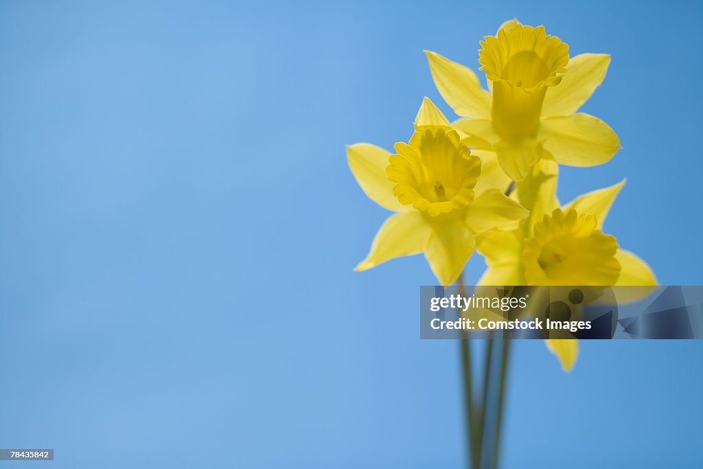 Daffodils