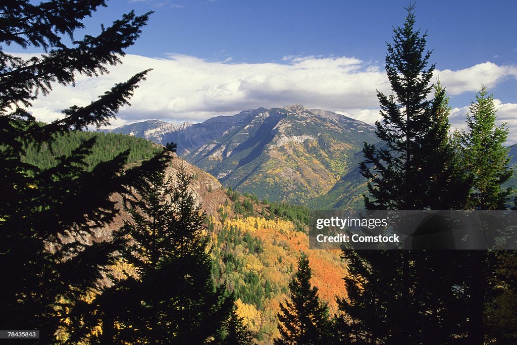 Mt. Broadwood with forest in East Kootenays , British Columbia , Canada