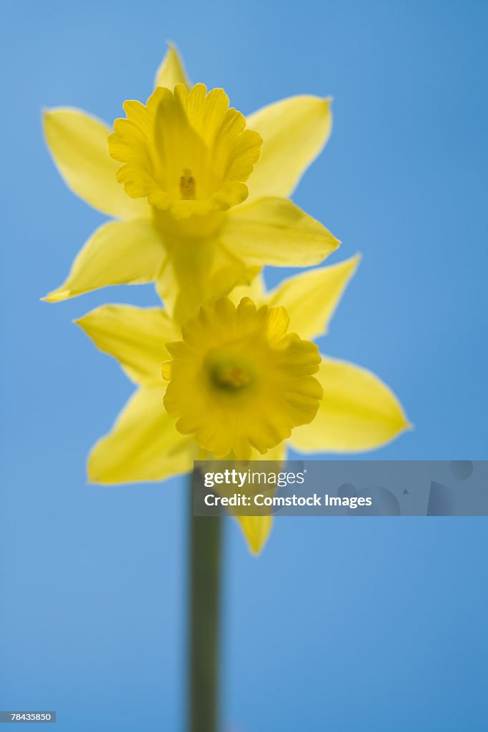 Daffodils