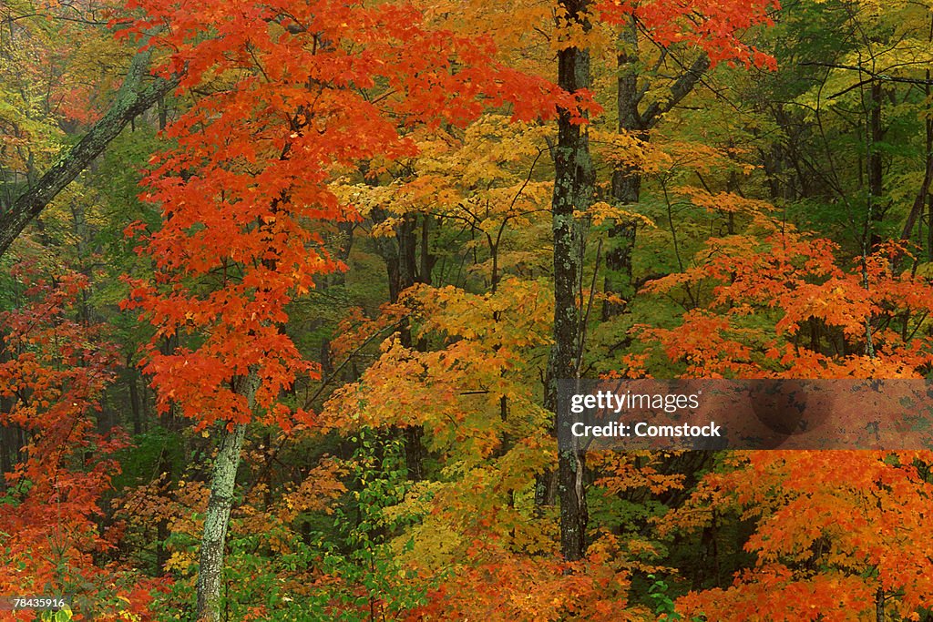 Maple leaves in autumn , Algonquin Park , Ontario , Canada