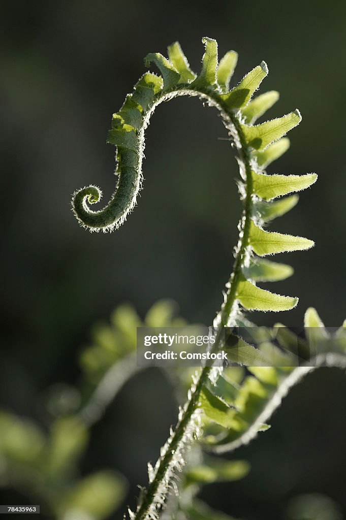 Uncurling fern leaf