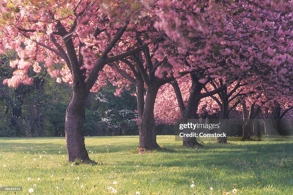 Flowering apple trees in spring