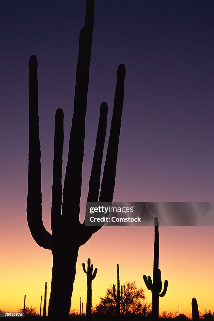 Giant Saguaro cacti at sunset , Organ Pipe Cactus National Monument , Arizona