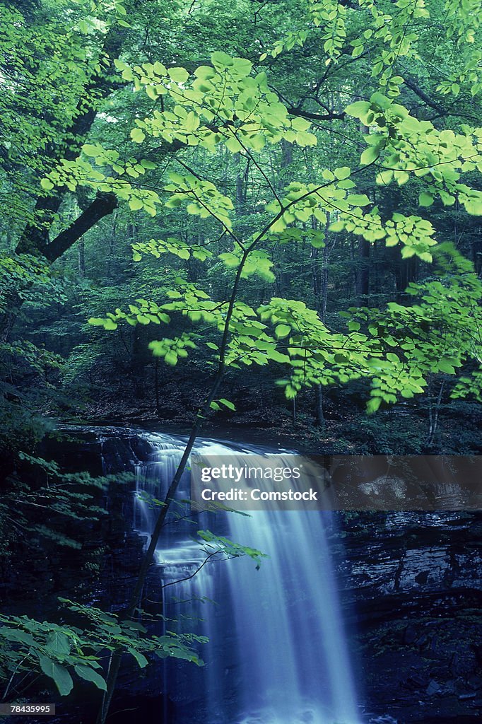 Waterfall and leaves