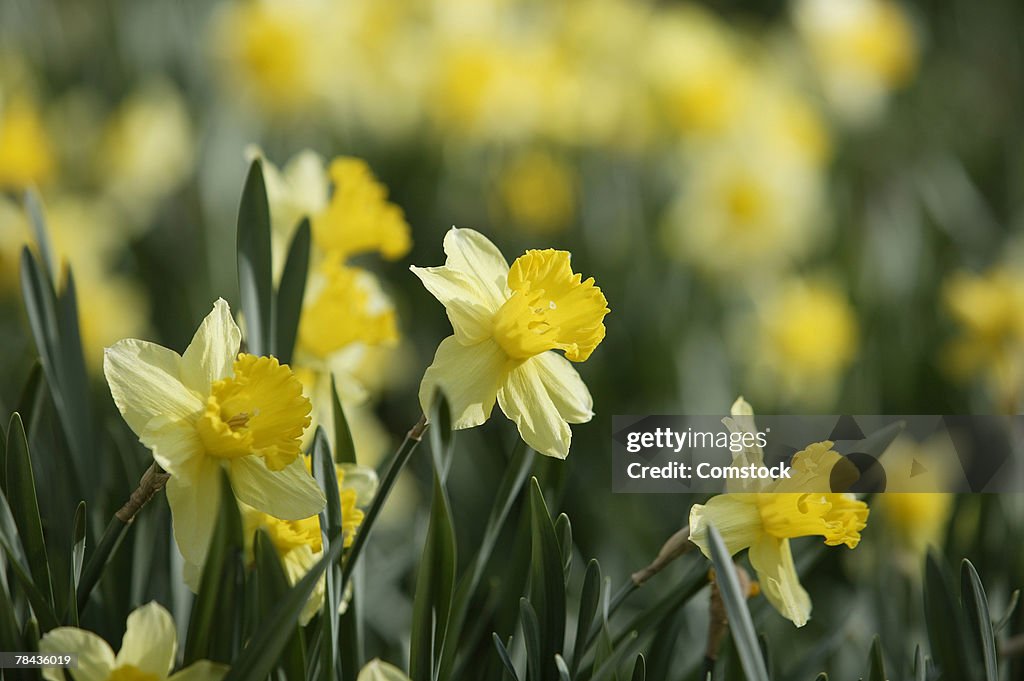 Daffodils