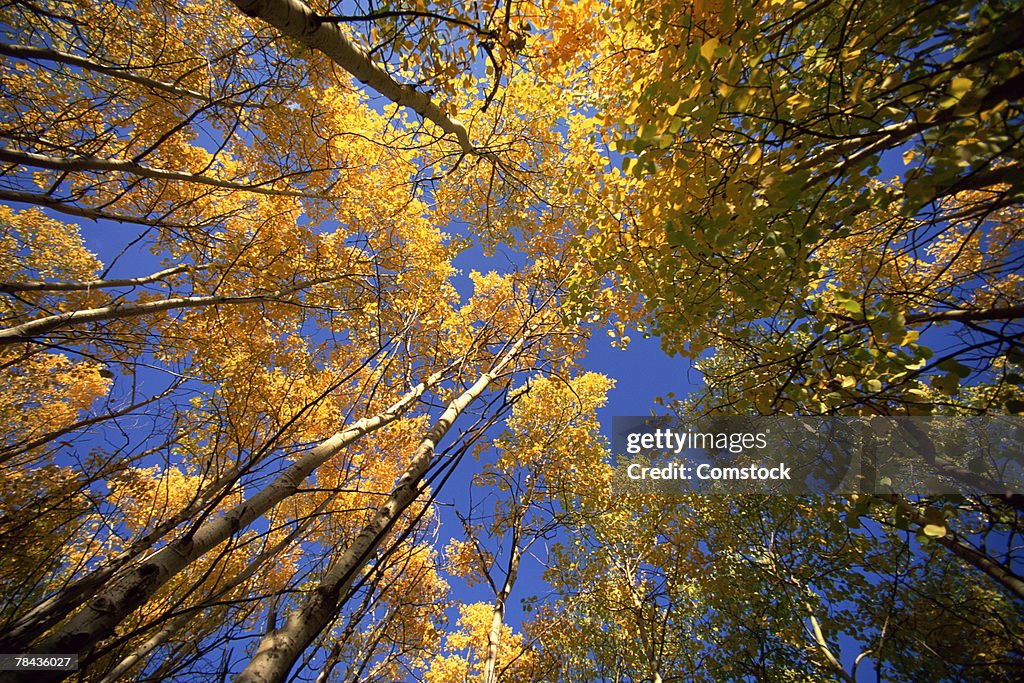 Towering aspen forest in autumn at East Kootenays , British Columbia , Canada