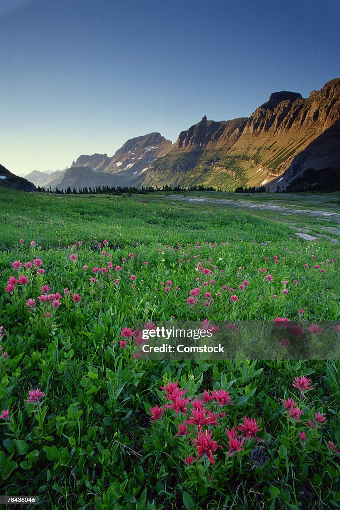 Indian paintbrush at Logan Pass , Glacier National Park , Montana