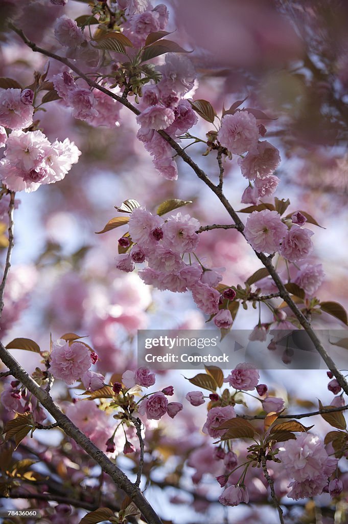 Flowering tree