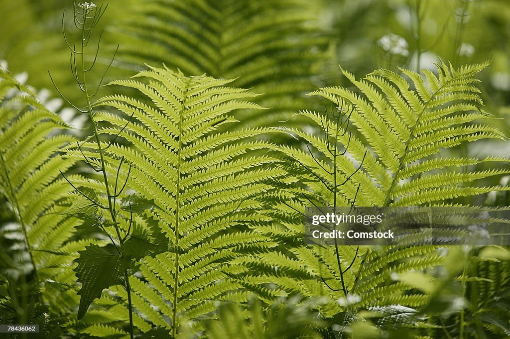 Ferns