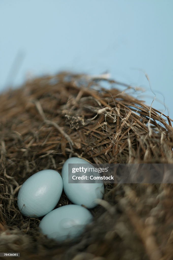 Robin's eggs in nest