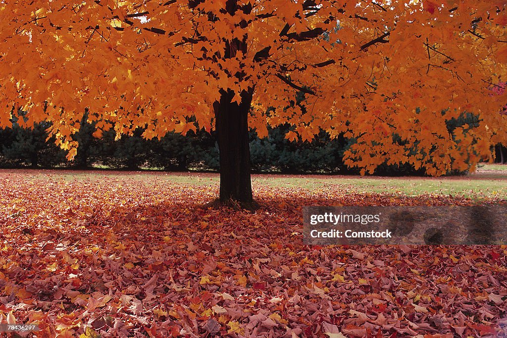 Maple tree in autumn