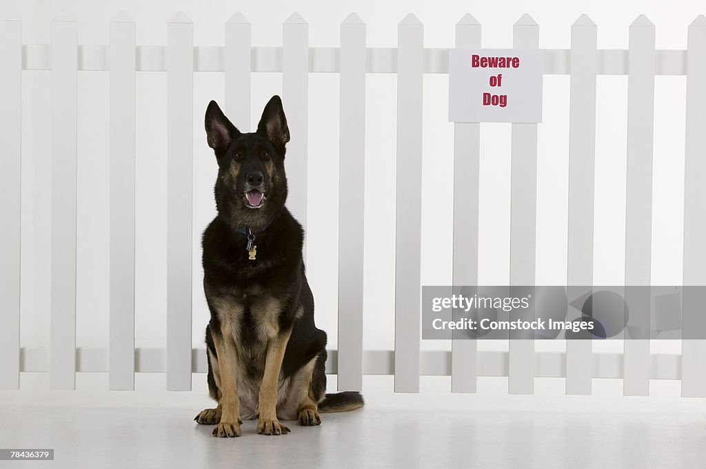 Dog sitting by fence with beware of dog sign