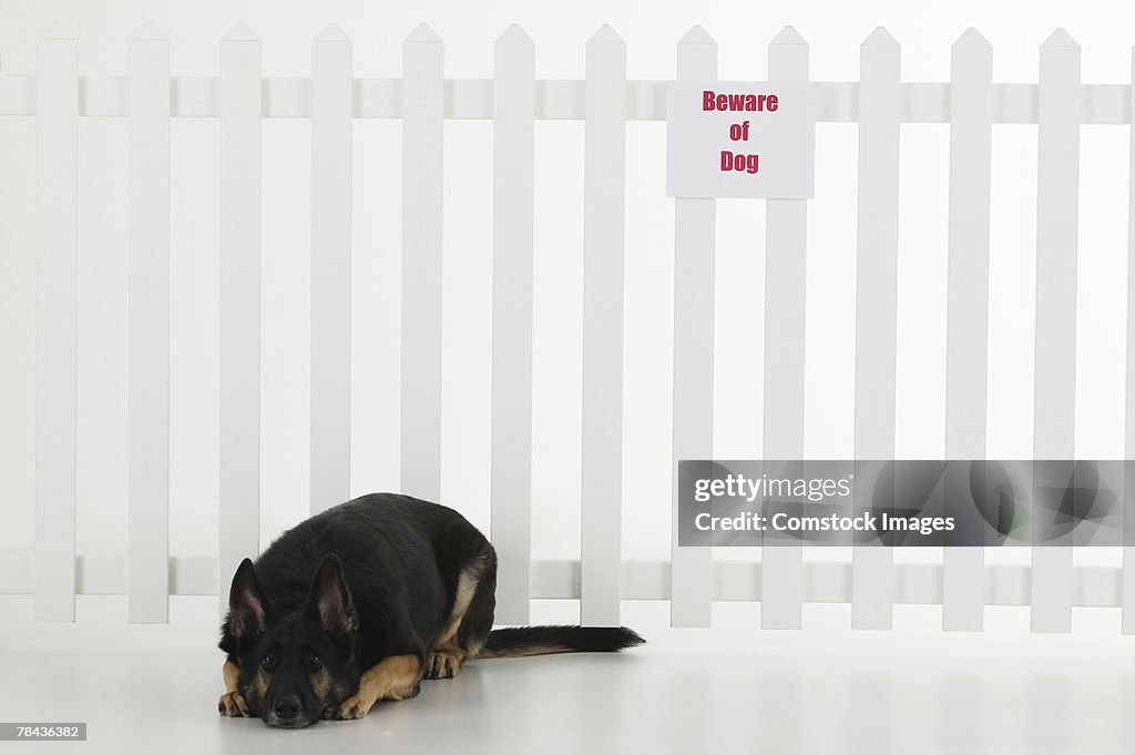 Dog lying down by fence with beware of dog sign