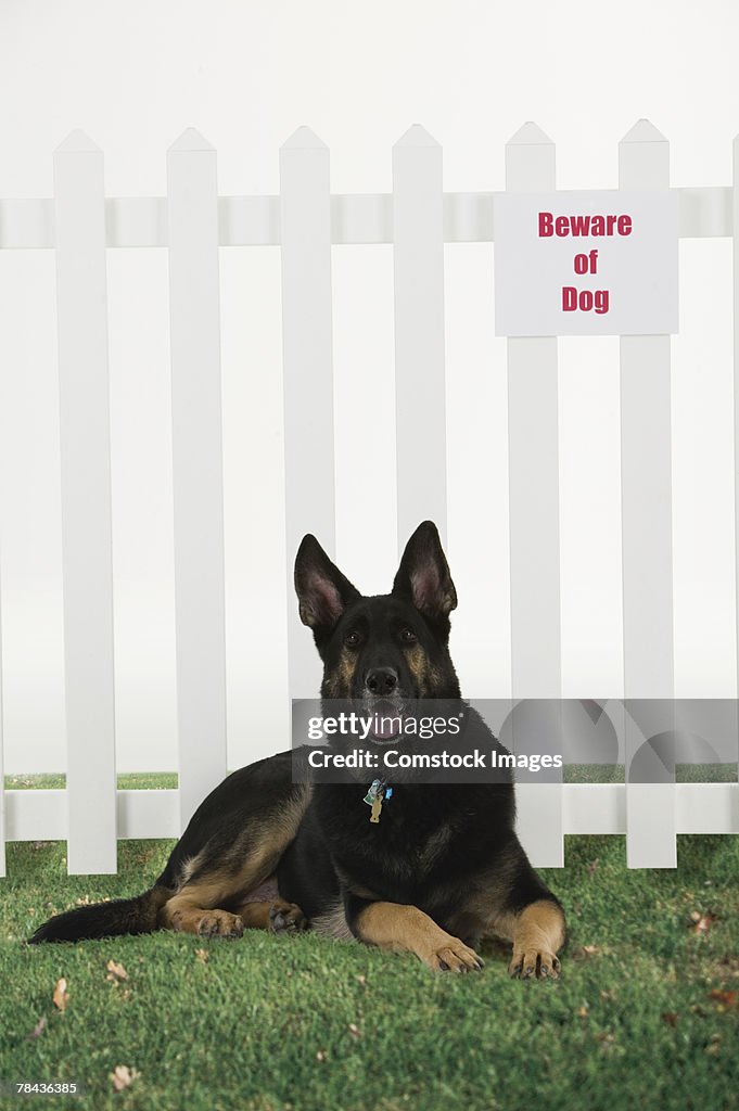 Dog lying down by fence with beware of dog sign