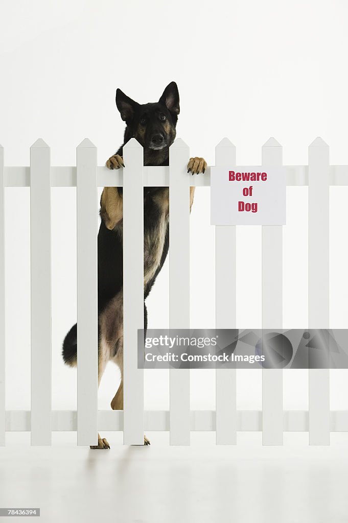 Dog climbing fence with beware of dog sign