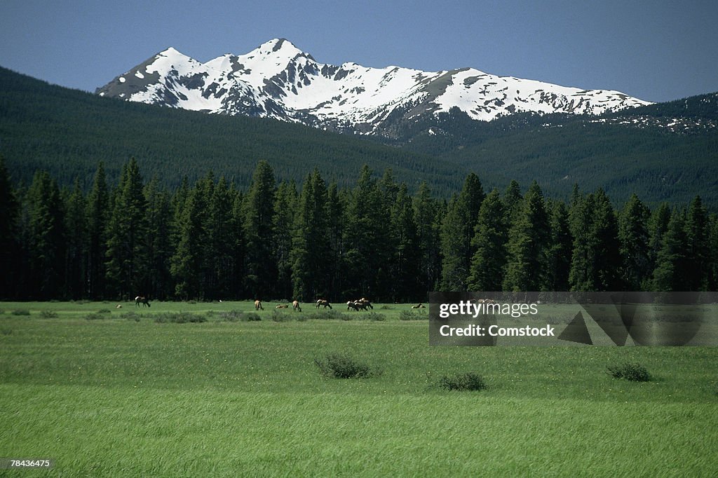 Elk herd grazing in alpine wilderness