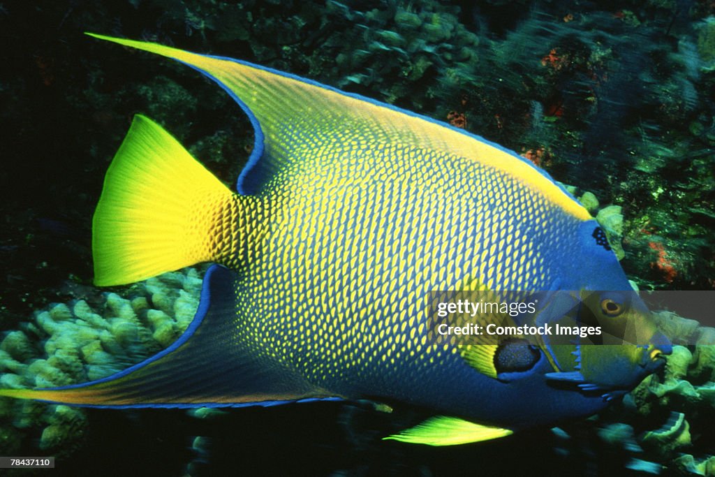 Queen Angelfish