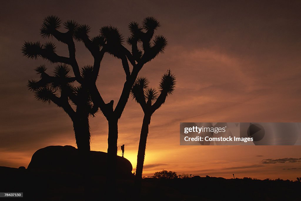 Person on rock formation and joshua trees