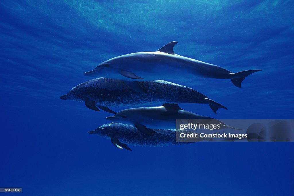 Atlantic spotted dolphins