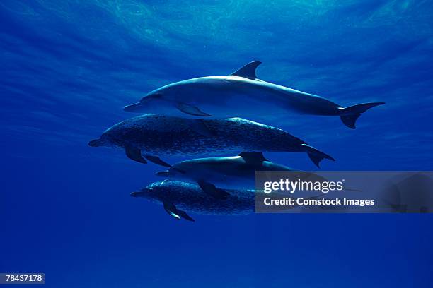 atlantic spotted dolphins - grace tame stock pictures, royalty-free photos & images
