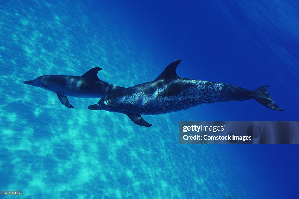 Atlantic spotted dolphins