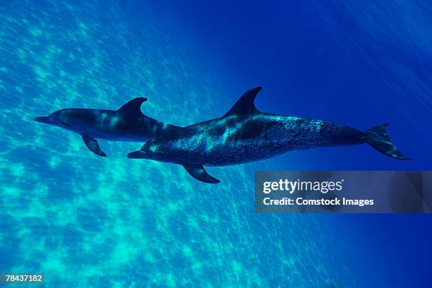 atlantic spotted dolphins - grace tame stock pictures, royalty-free photos & images