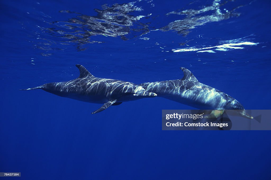 Atlantic spotted dolphins