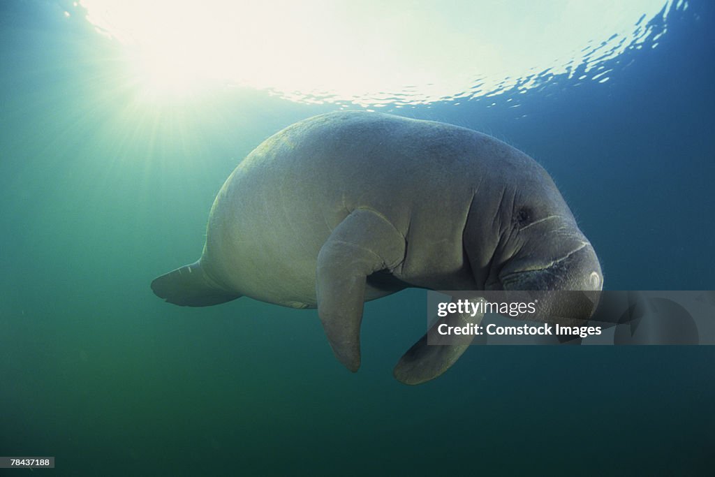 Manatee underwater