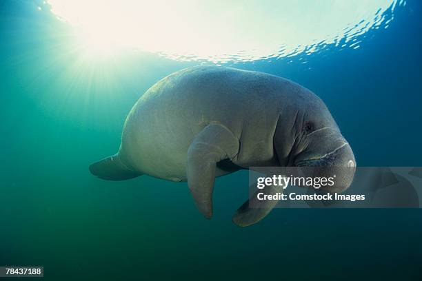 manatee underwater - florida manatee stock pictures, royalty-free photos & images