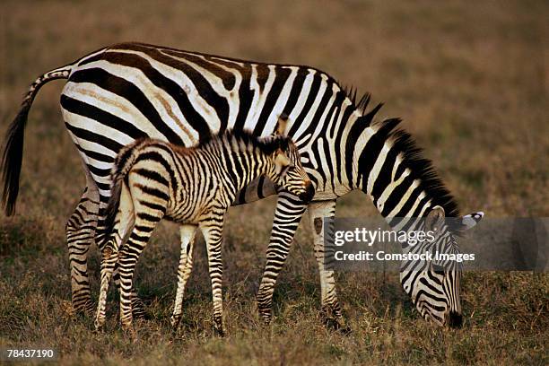 zebras grazing - grants zebra bildbanksfoton och bilder
